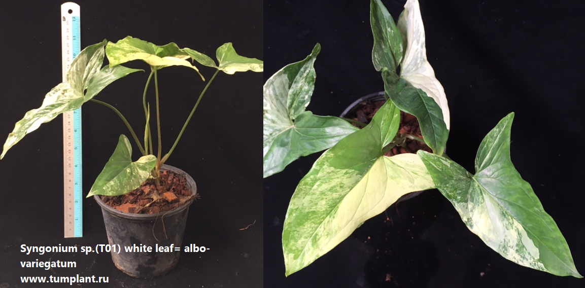 Syngonium sp.(T01) white leaf= albo-variegatum