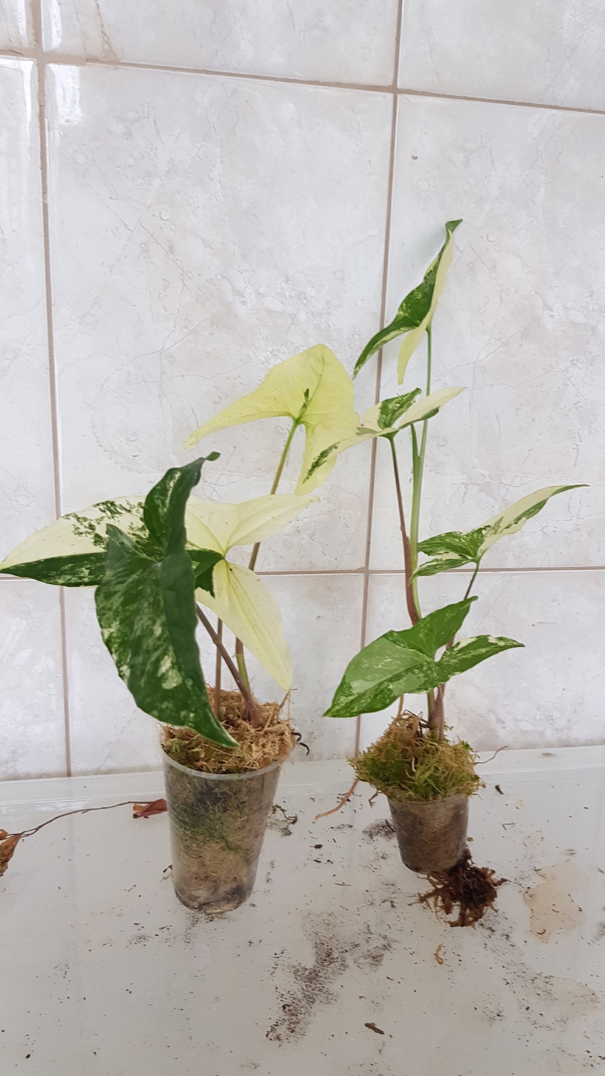 syngonium podophyllum white variegated 500p 3 листа