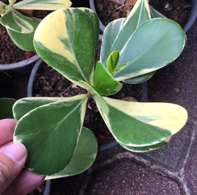 Clusia major variegated (small leaf).