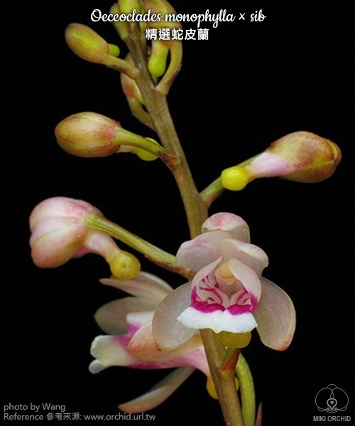 Oeceoclades monophylla x sib 2.0"