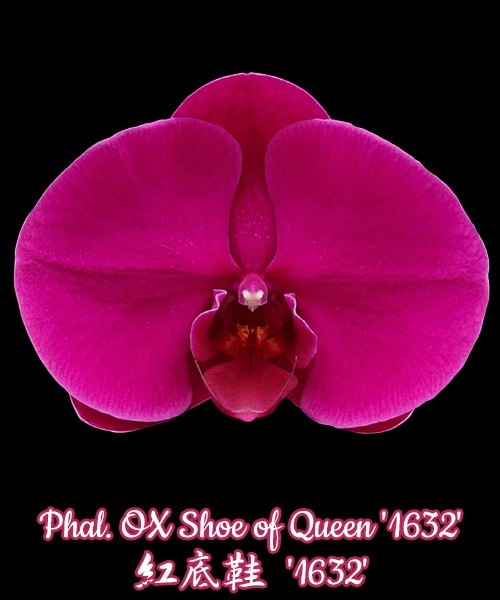 Phal. OX Shoe of Queen '1632' 2.5