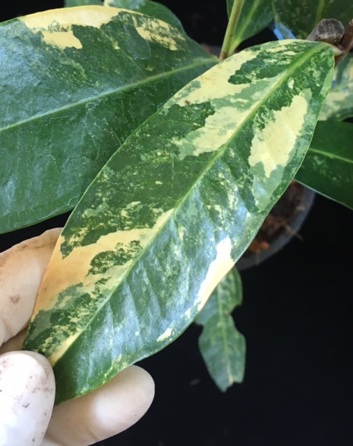 Syzygium jambos (wax leaf) variegated.
