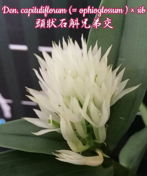 Den. capituliflorum ( ophioglossum ) x sib 2.5"