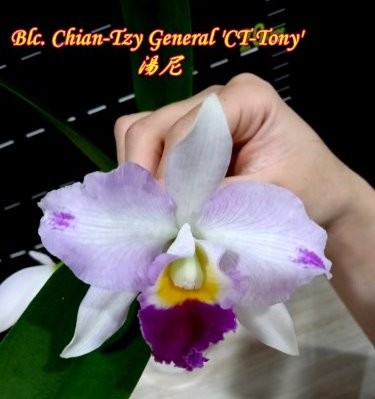Blc. Chian-Tzy General 'CT-Tony' 3.0"