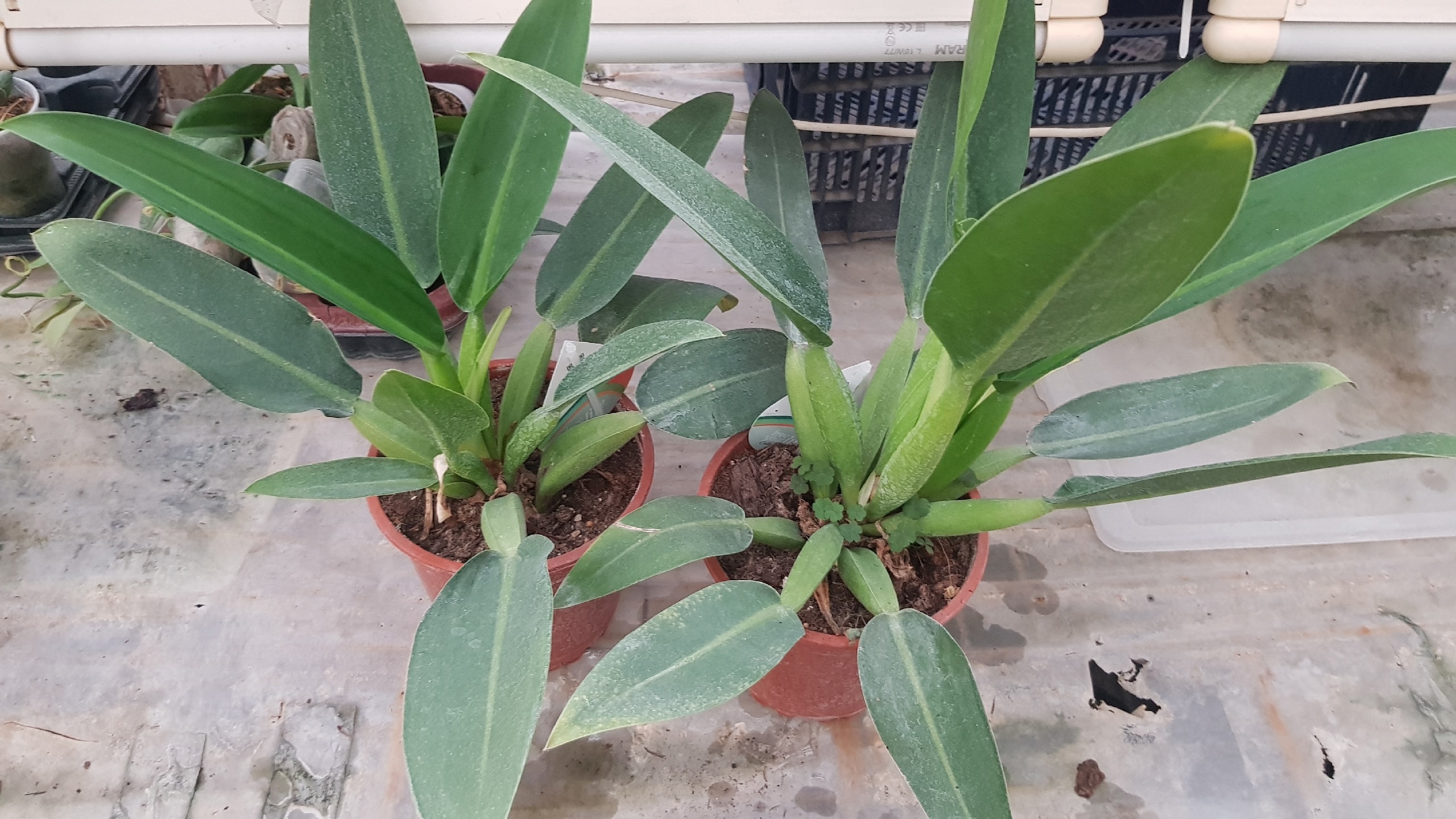 Philodendron martianum 17 см 1100p