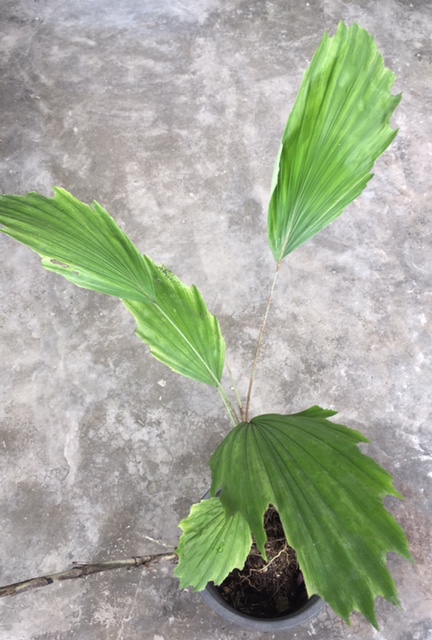 Arenga hookeriana variegata