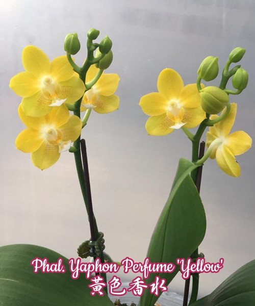 Phal. Yaphon Perfume 'Yellow' 2.5"