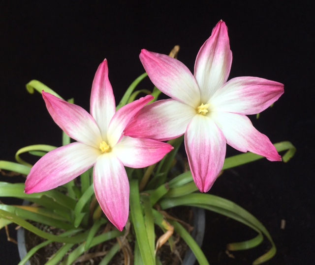 Zephyranthes Summer's Chill.