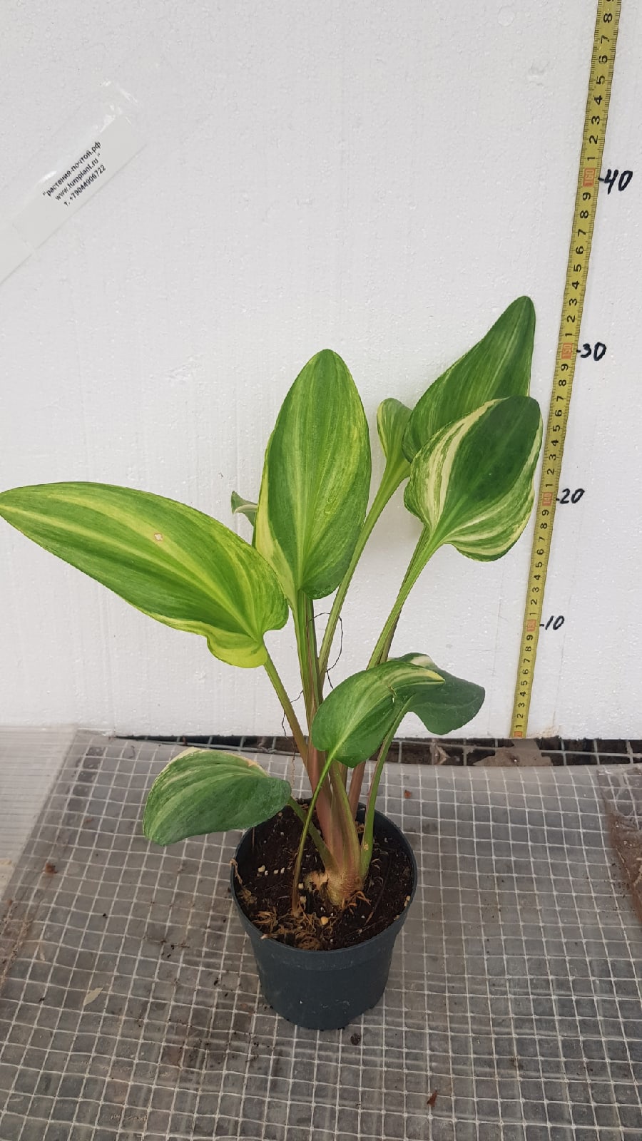 Drimiopsis maculata variegata pot