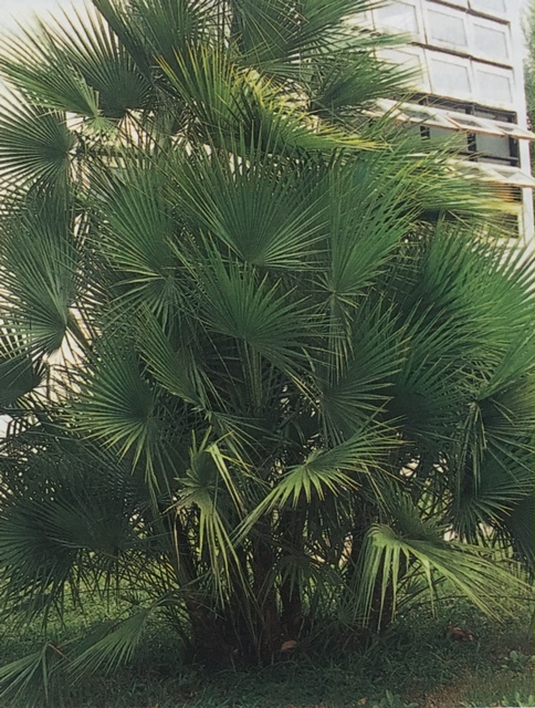 Acoelorraphe wrightii (Paurotis Palm).