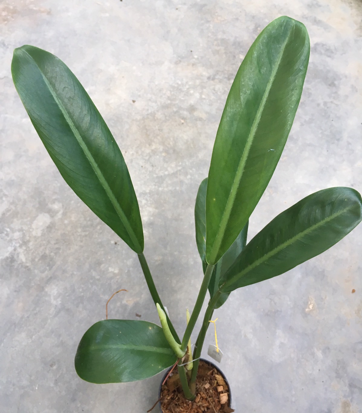 Philodendron sp.(T34