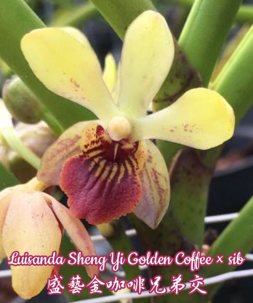 Luisanda Sheng Yi Golden Coffee x sib 4.0"