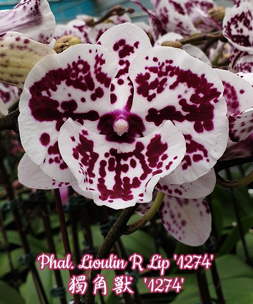Phal. Lioulin R Lip '1274' 2.5