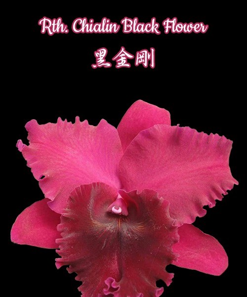 Rth. Chialin Black Flower 2.5"