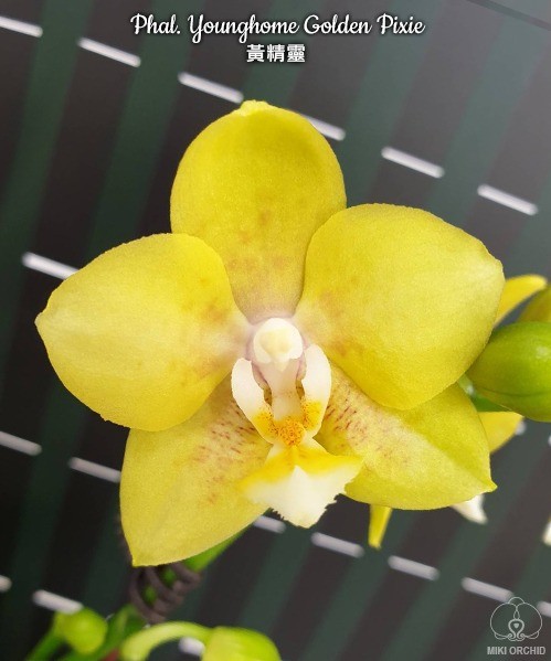 Phal. Younghome Golden Pixie 2,5"