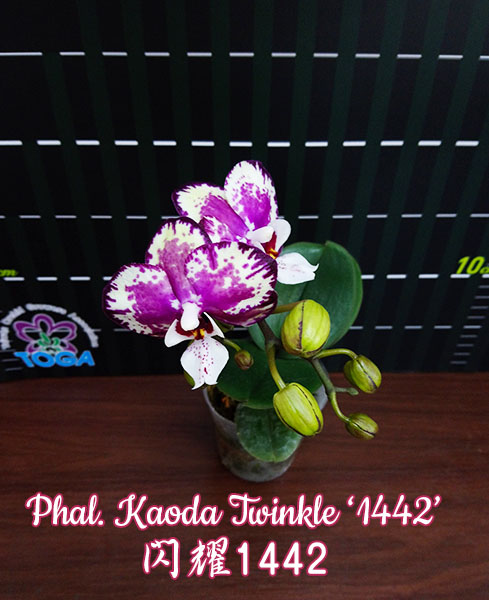 Phal. Kaoda Twinkle '1442'