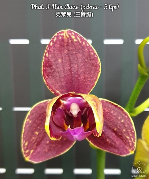 Phal. I-Hsin Claire (peloric - 3 lips) 2.5