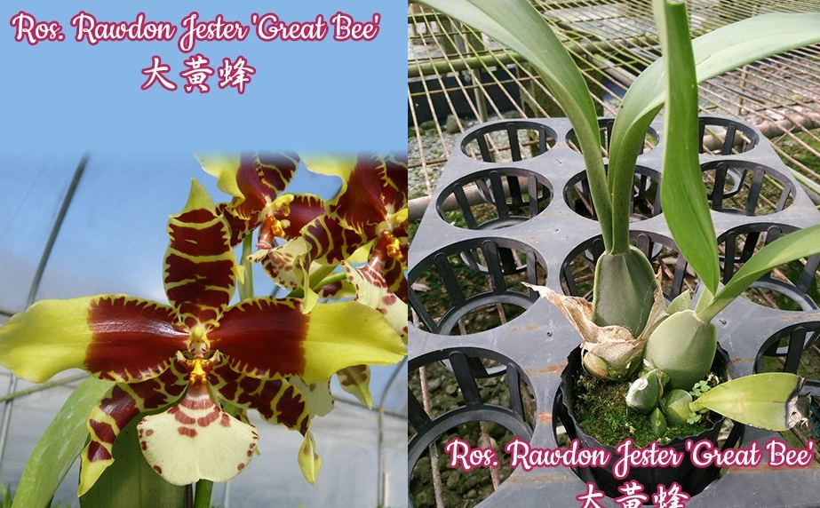Ros. Rawdon Jester 'Great Bee' 2.5"