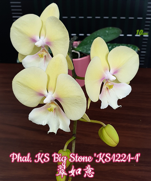 Phal. KS Big Stone 'KS1221-1' 2.5"