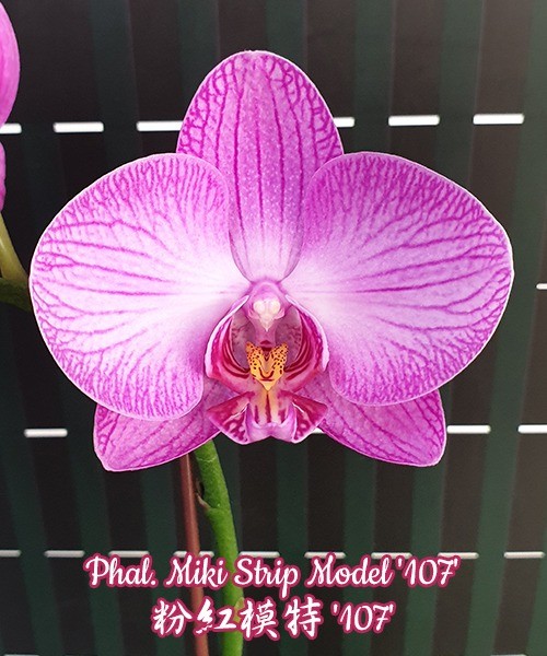 Phal. Miki Strip Model '107' 2.5"