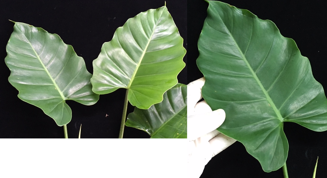 Philodendron 'Jungle Fever' (green leaf).