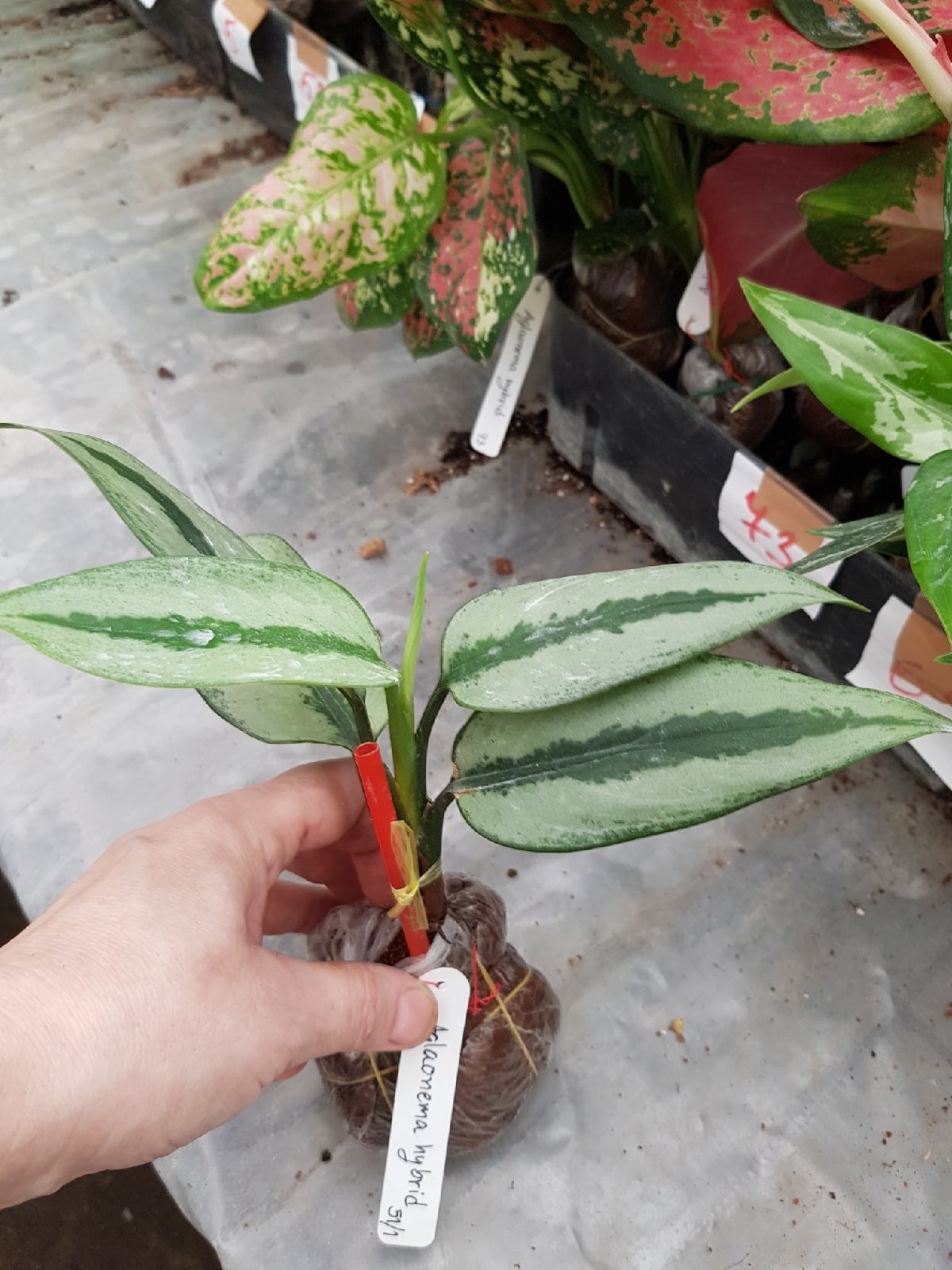 Aglaonema pumilum (Silver form)(Southern Thailand) 51/1
