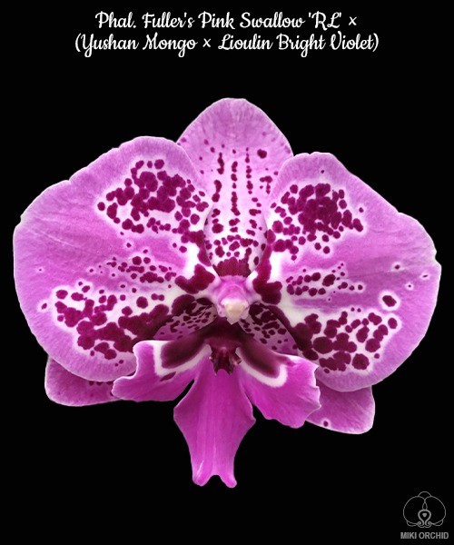 Phal. Fuller's Pink Swallow 'RL' x (Yushan Mongo x Lioulin Bright Violet)2.5"