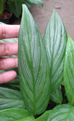 Philodendron Silver Spirit 450p