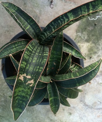 S. fischeri(big size, 3-8 leaves)
