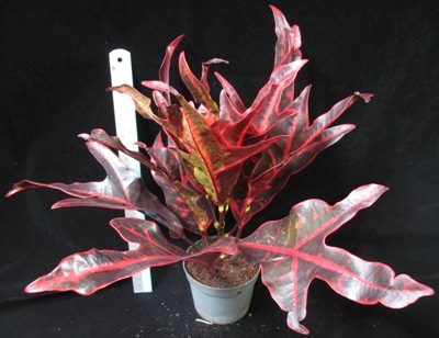 Codiaeum (T26) Red venation and black trilobe leaf