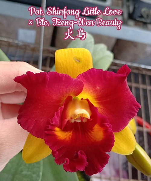Pot. Shinfong Little Love x Blc. Tzeng-Wen Beauty 3.5"