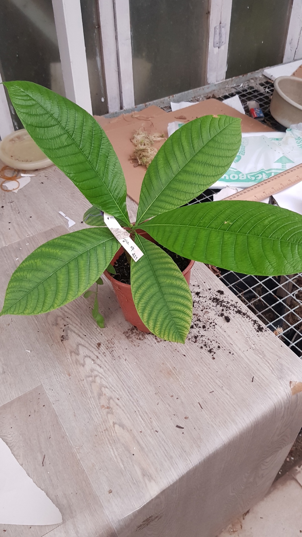 Gardenia sootepensis (seedling) pot уценка 1100р