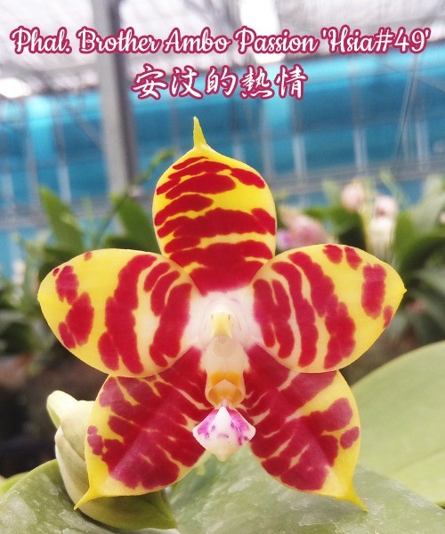 Phal. Brother Ambo Passion 'Hsia#49' 2.5"