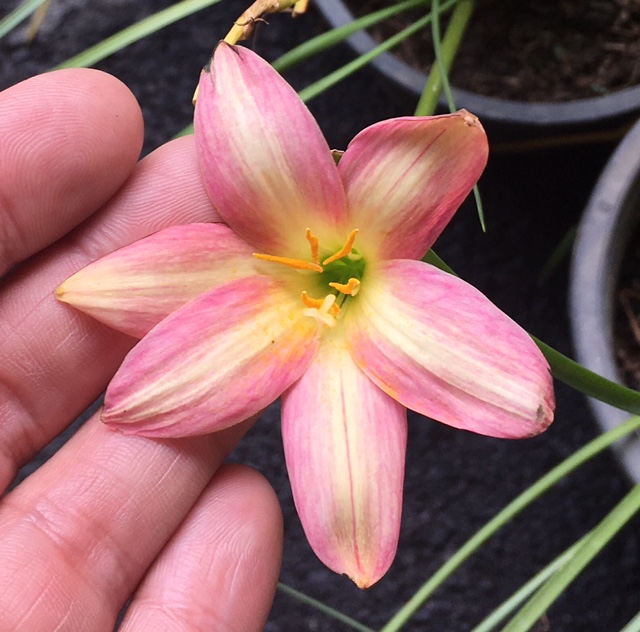 Zephyranthes Rose Perfection.
