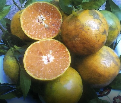 Citrus reticulata 'Som Keaw Wahn'