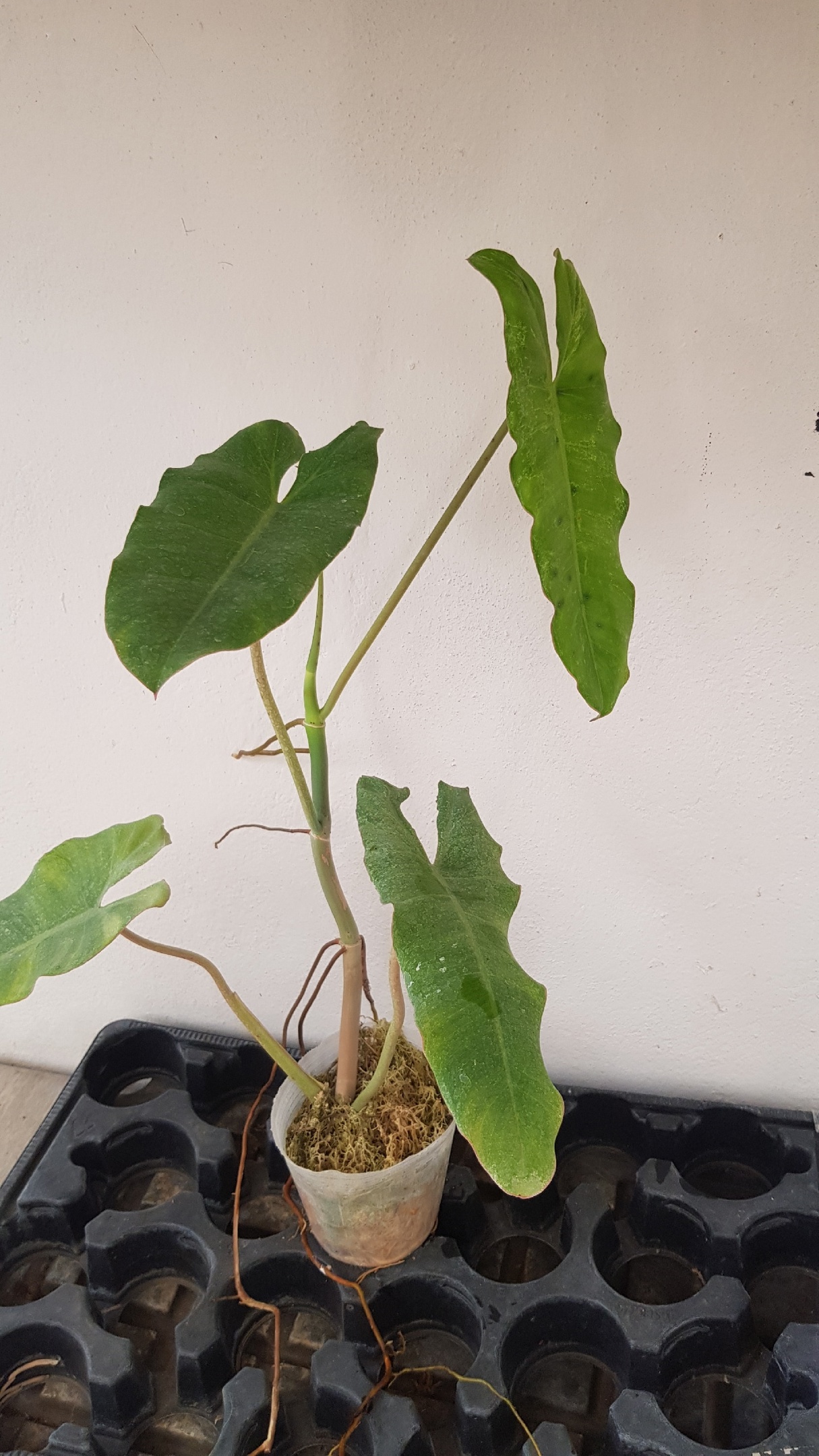 Philodendron paraiso verde уценка 1200р