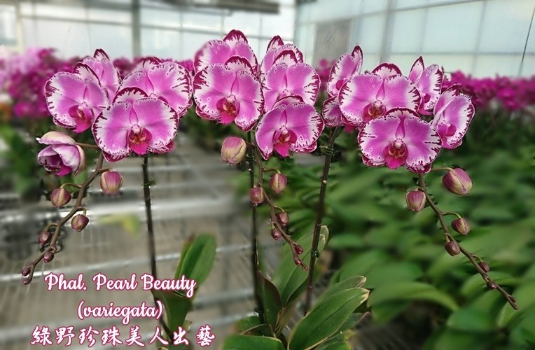 Phal. Pearl Beauty (variegata) 2.5
