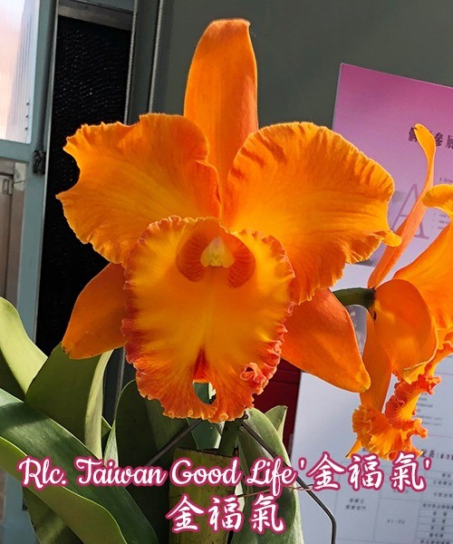 Rlc. Taiwan Good Life 3.0"