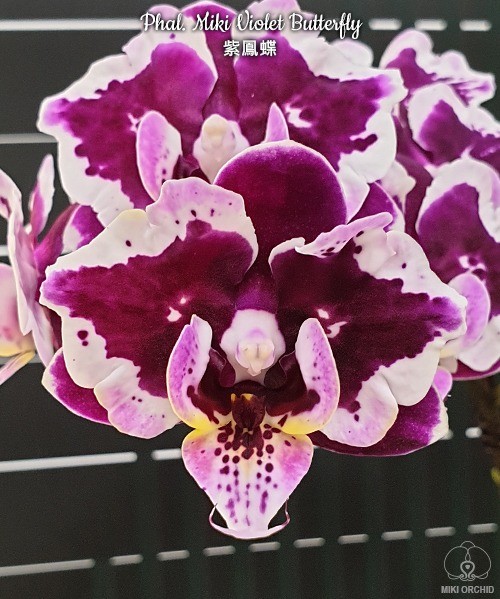 Phal. Miki Violet Butterfly