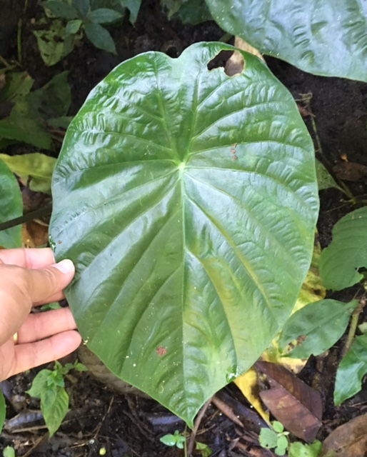 Alocasia sp.(T20)(round leaf) 'Chiang Rai'.