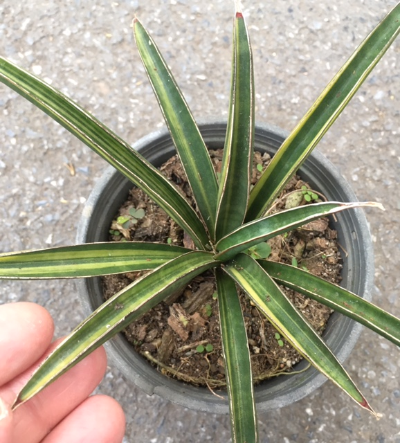 S. aethiopica variegated (5" pot)
