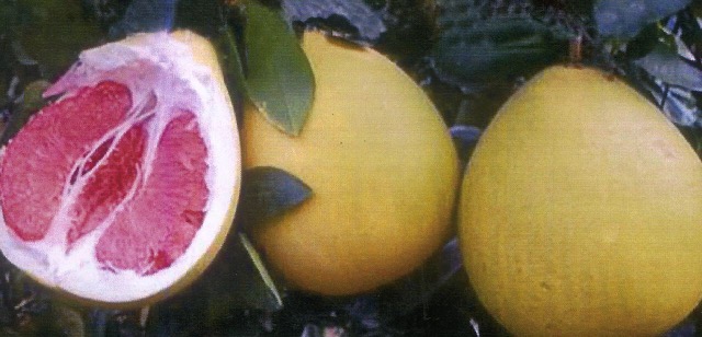Citrus maxima (yellow fruit) Vietnam.