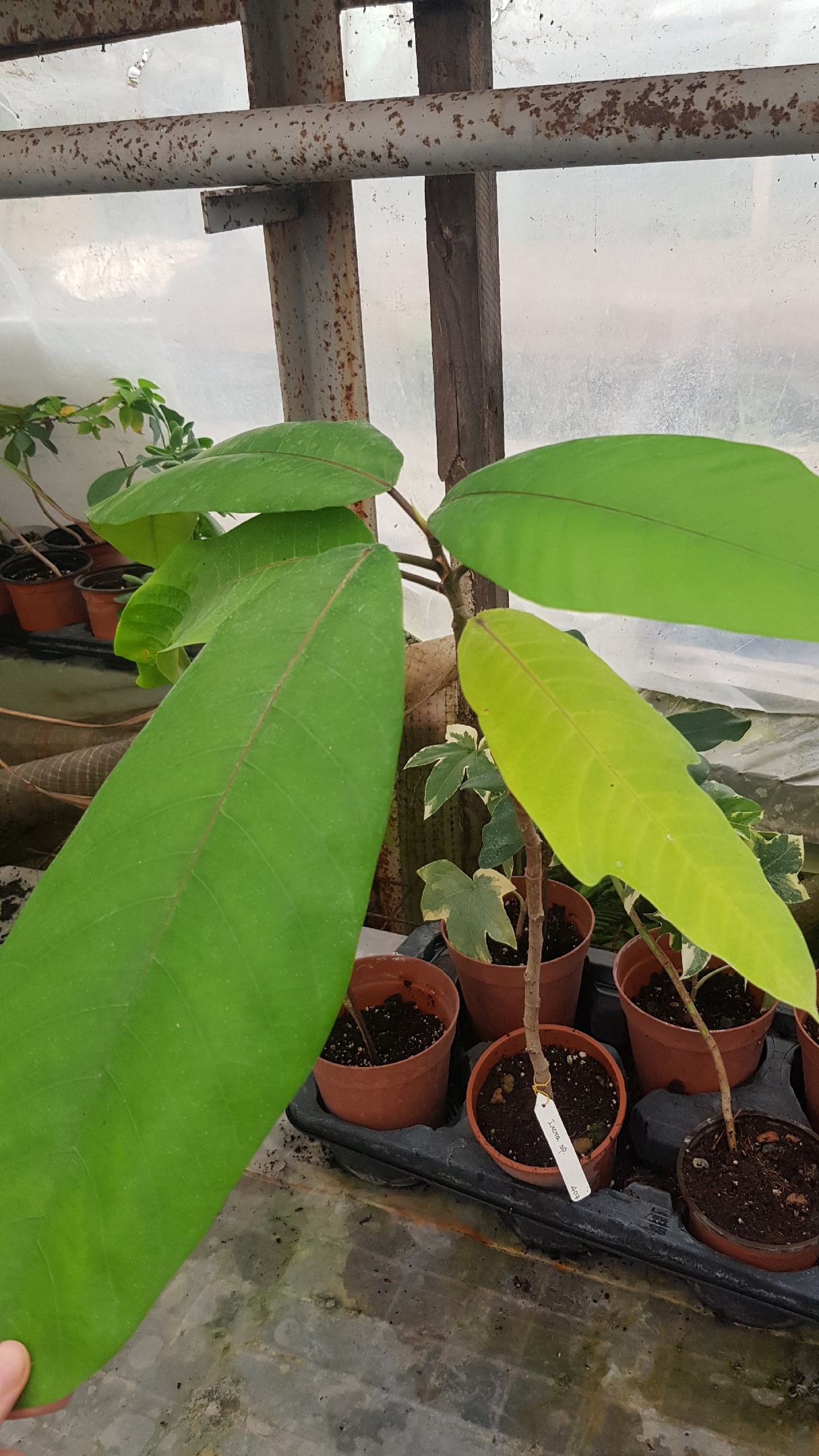 Ficus sp.(T11) 'Huay Kaew' No.3 407 уценка 5500р