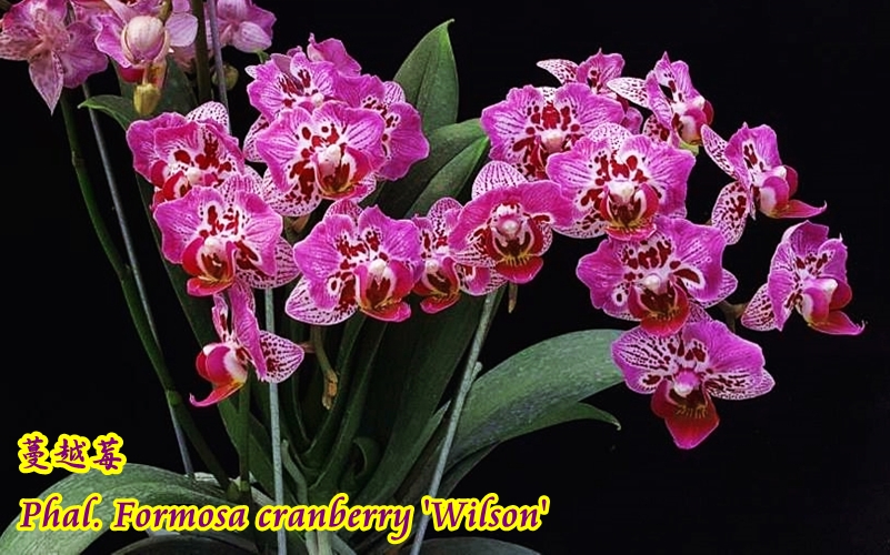 Phal. Formosa Cranberry 'Wilson' 2.5"