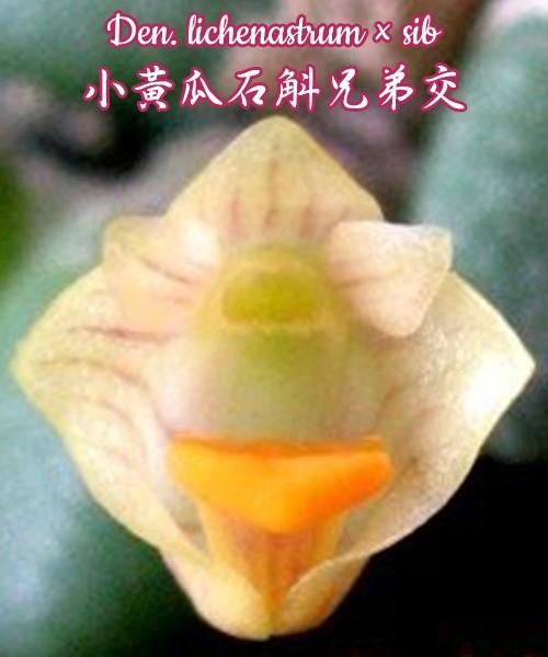 Den. lichenastrum x sib 1.5"