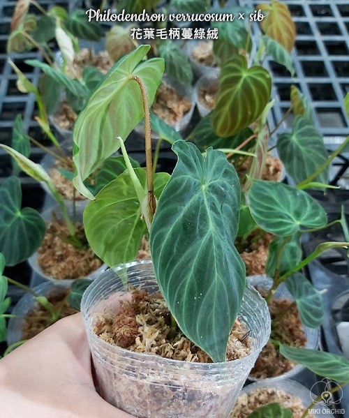 Philodendron verrucosum x sib 2.5"