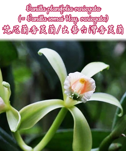 Vanilla planifolia variegata ( Vanilla somai Hay. variegata) 1.7"