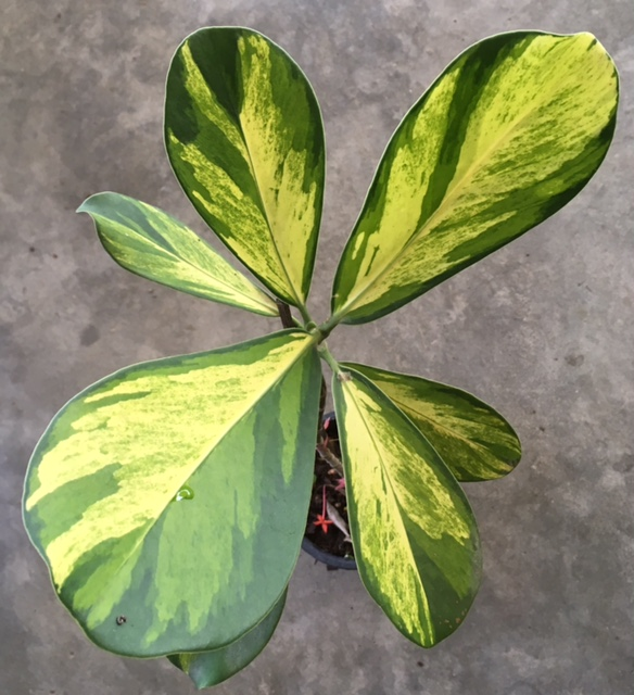 Clusia major variegated (T02)