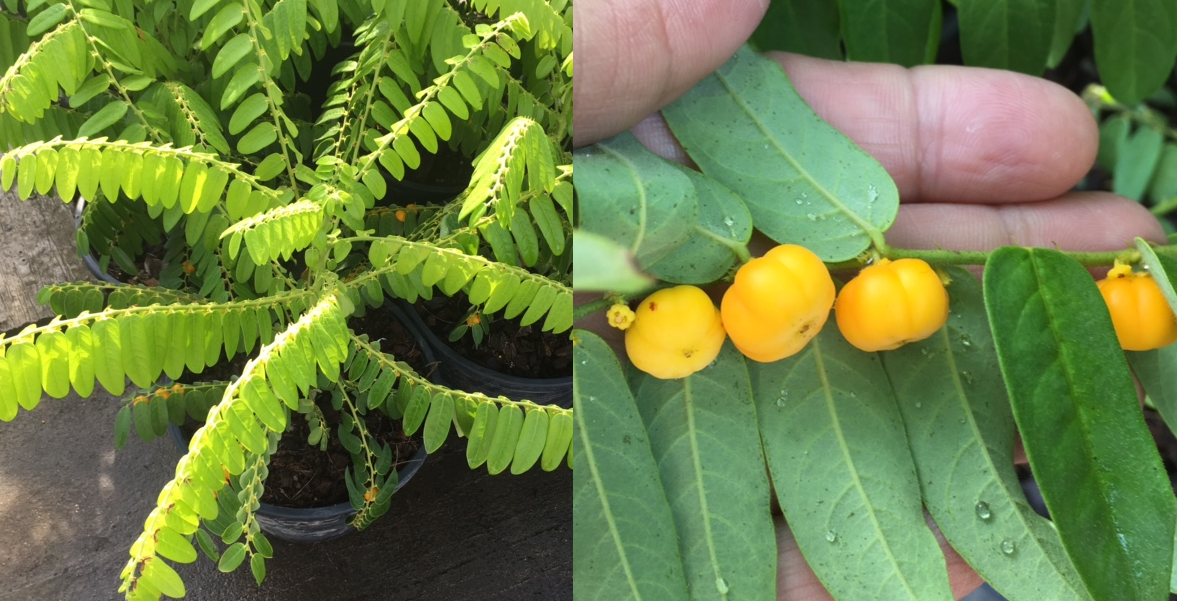 Phyllanthus sp.(T01)(yellow fruit).