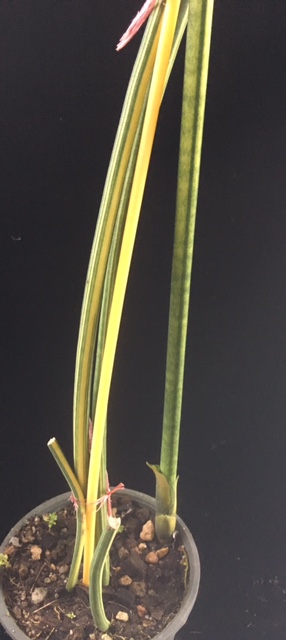 Sansevieria sulcata variegata (1 leaf).